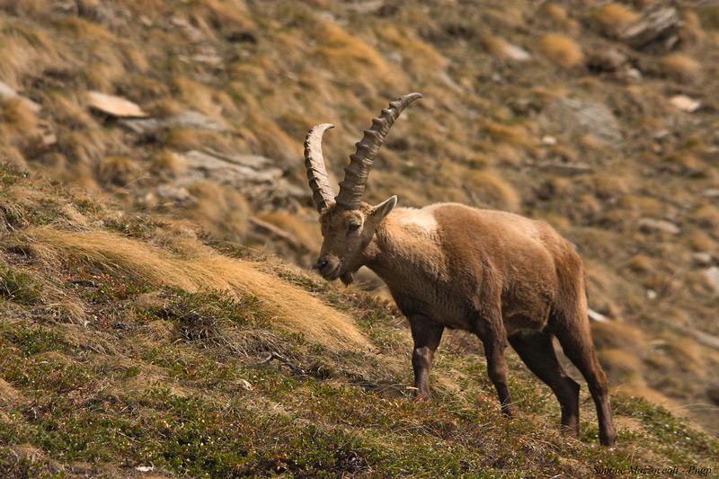 Capra Ibex