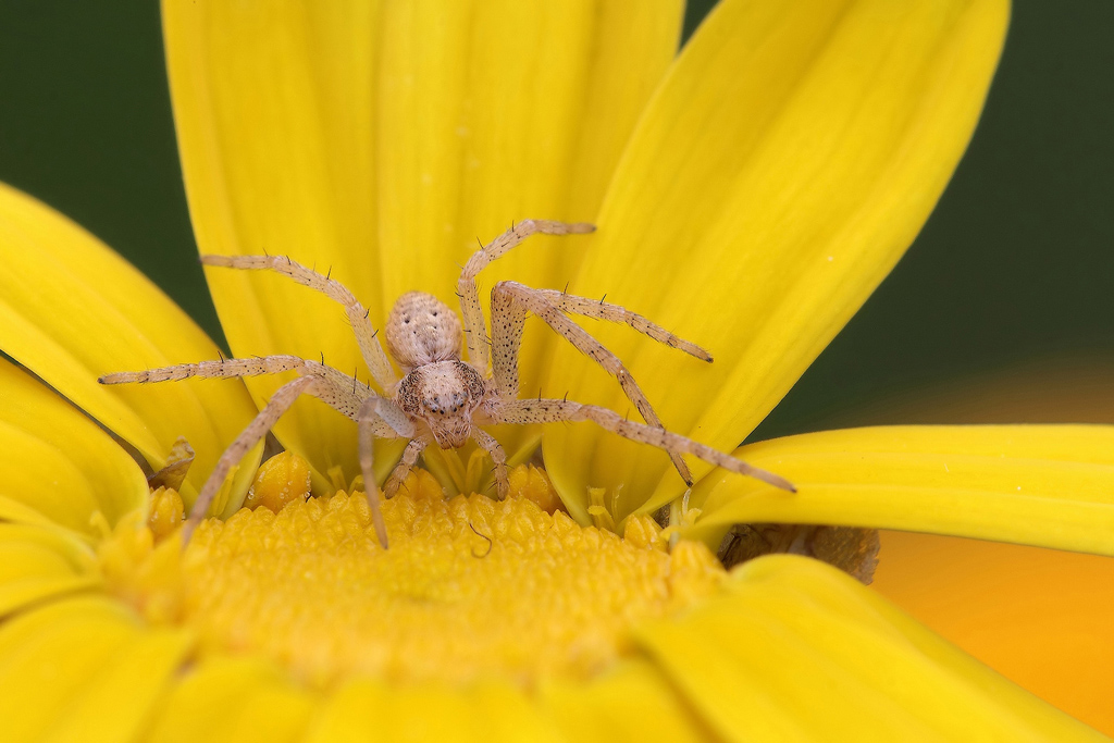 ...Pronto A Difendersi...!!!