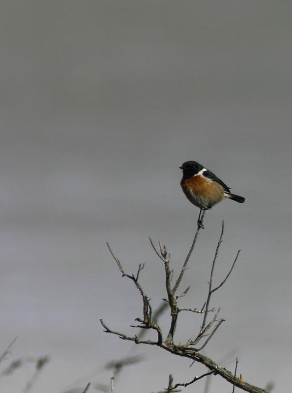 maschio di saltimpalo