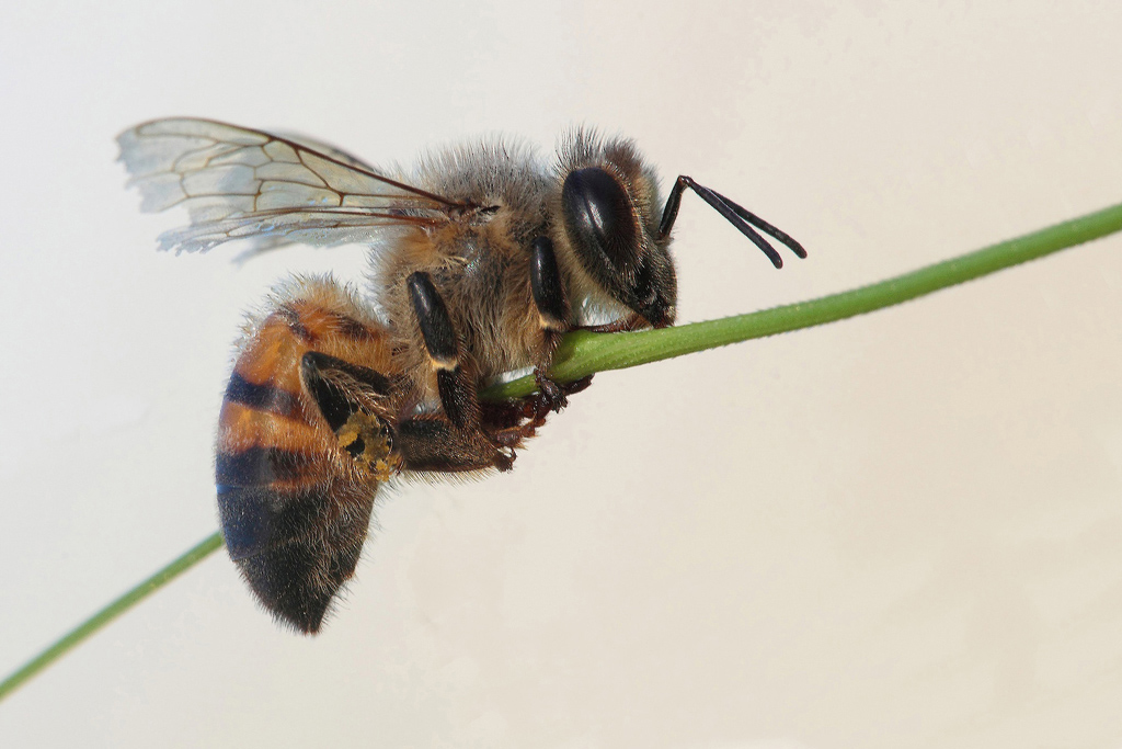 ...Profilo D'Ape...!!!