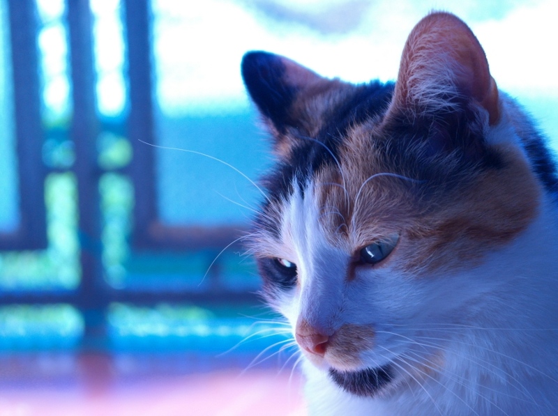 Melody gatta pensierosa