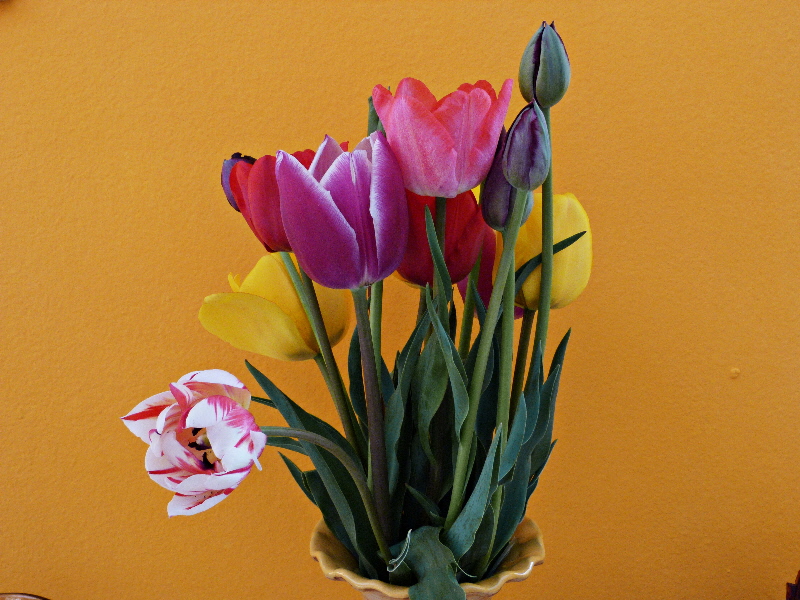 Tulipani
