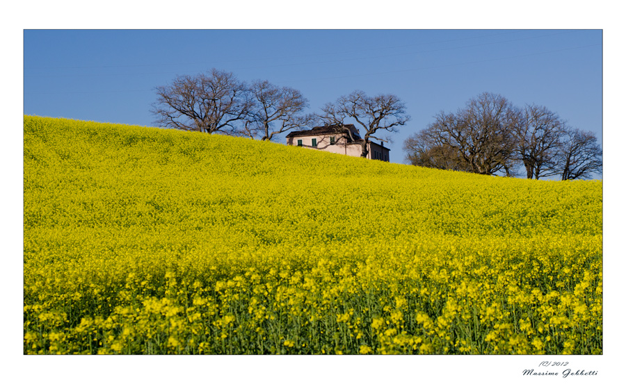 La casa fra gli alberi