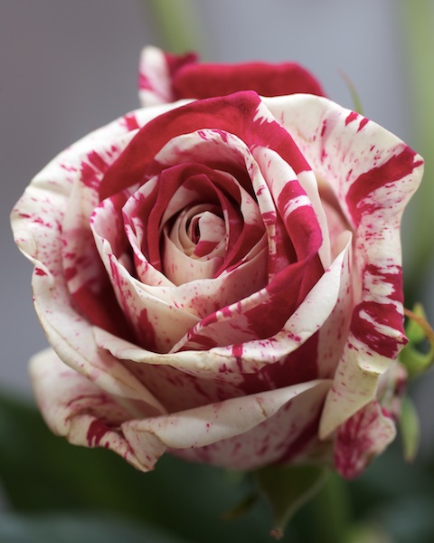 vi regalo una rosa...