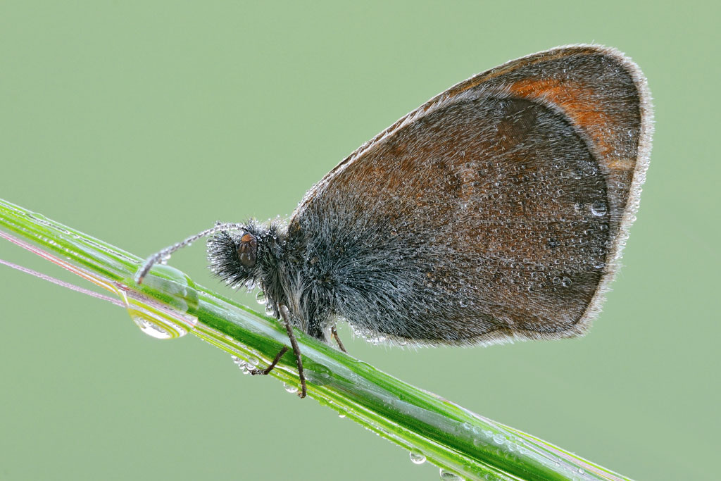 Coenonympha pamphilus