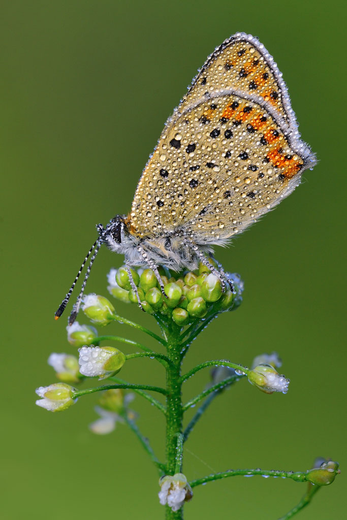 Lycaena tityrus