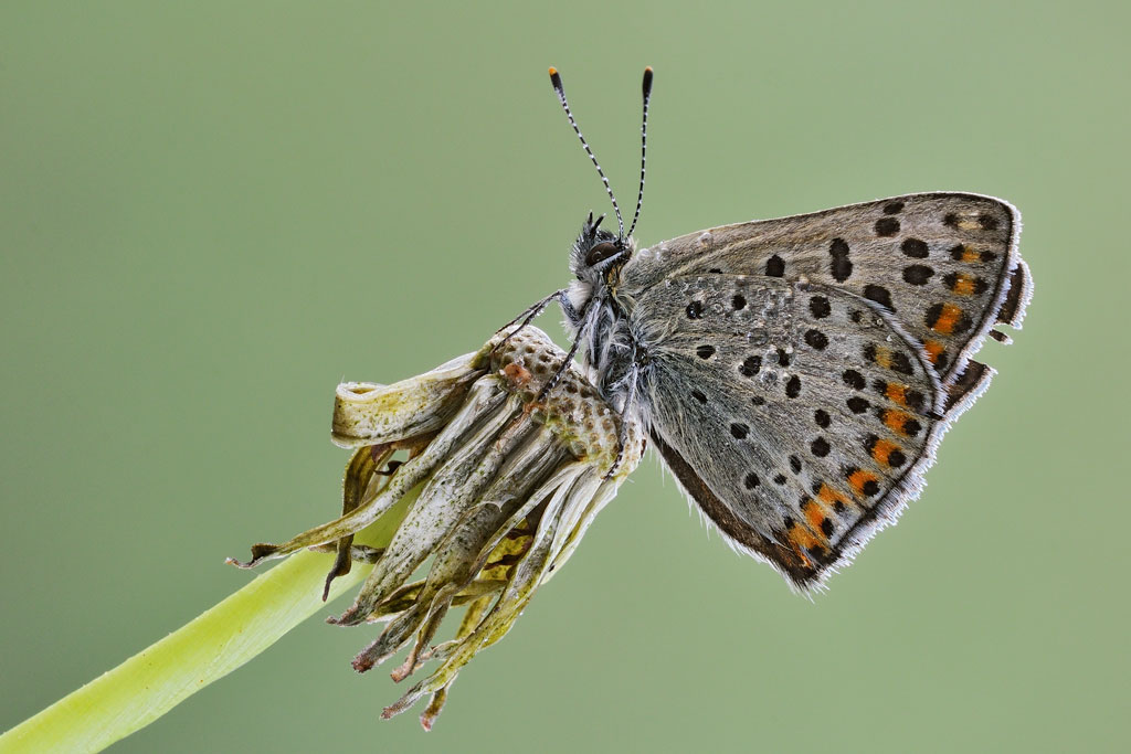 Lycaena tityrus