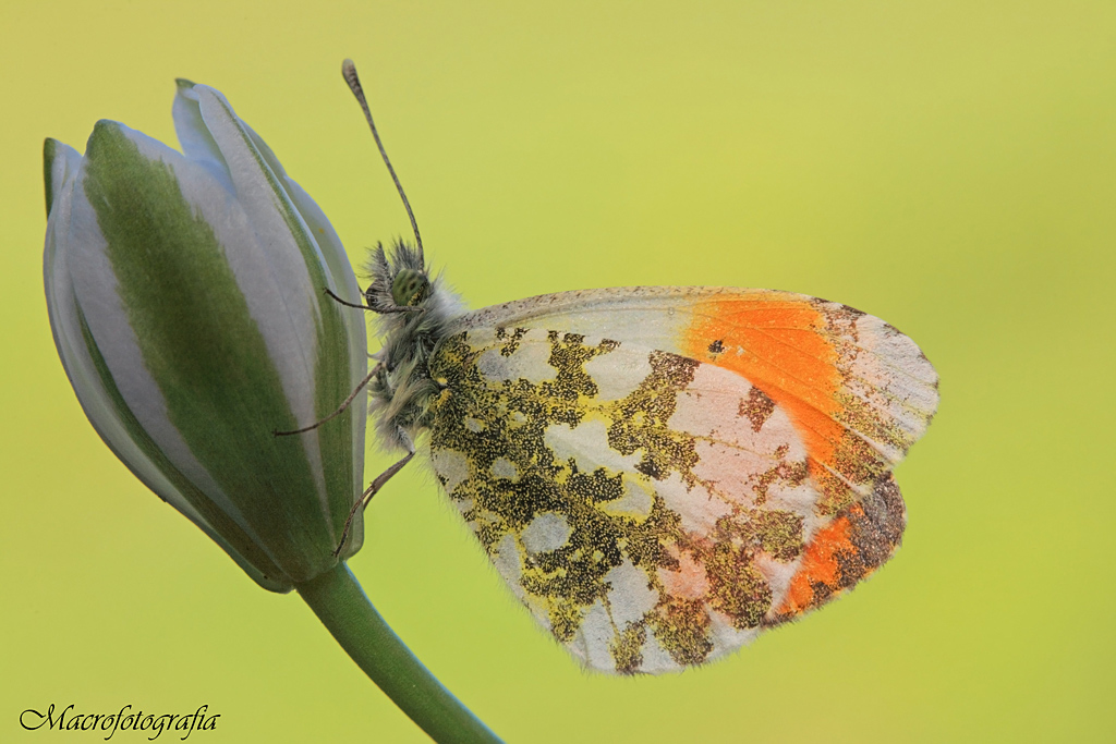 Anthocharis cardamines...