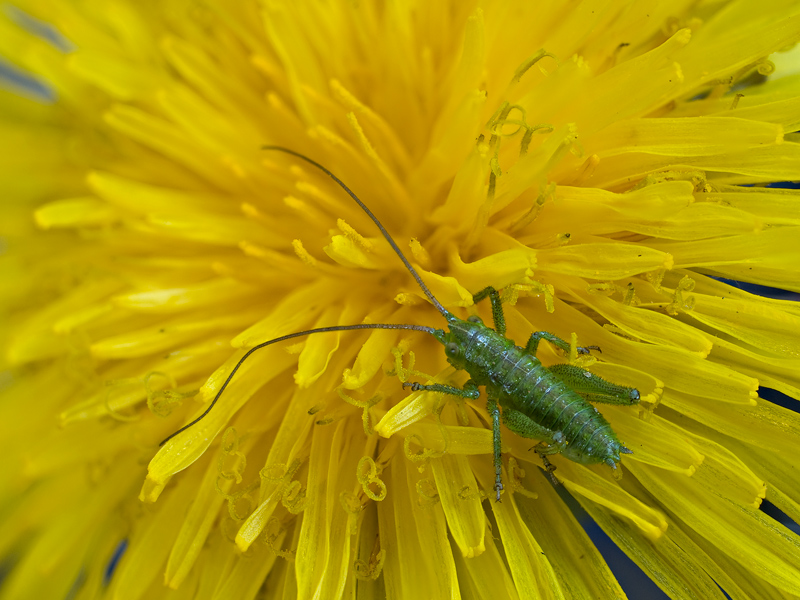 micro grillo...in giallo!!