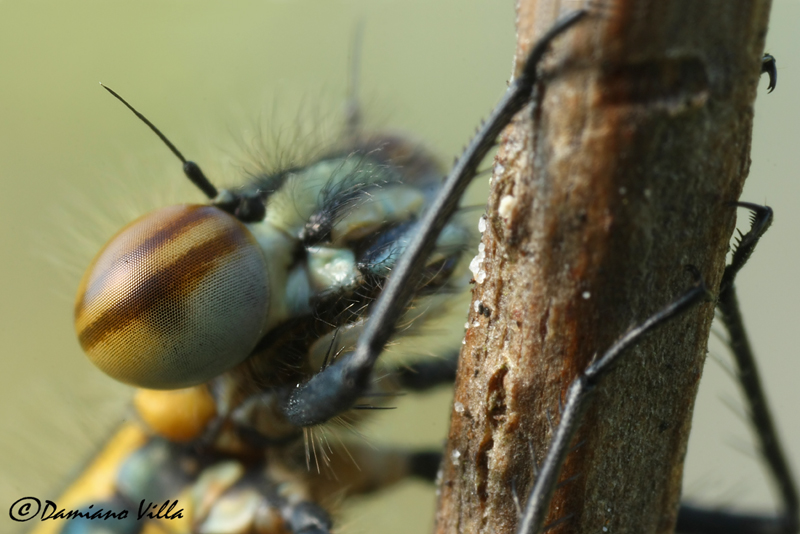 Pyrrhosoma nimphula female