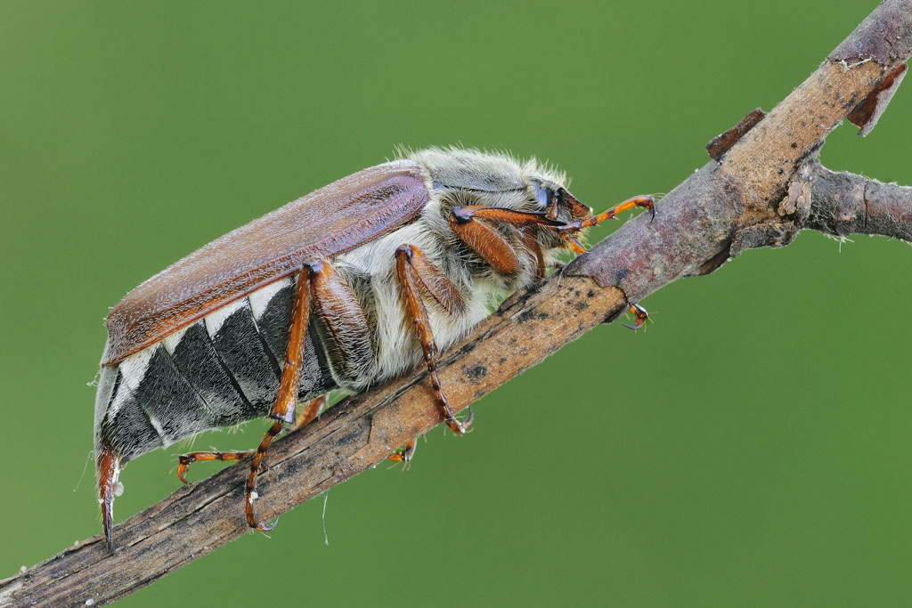 Melolontha melolontha