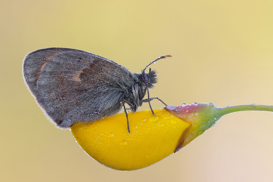 Coenonympha Pamphilus su Ginestra