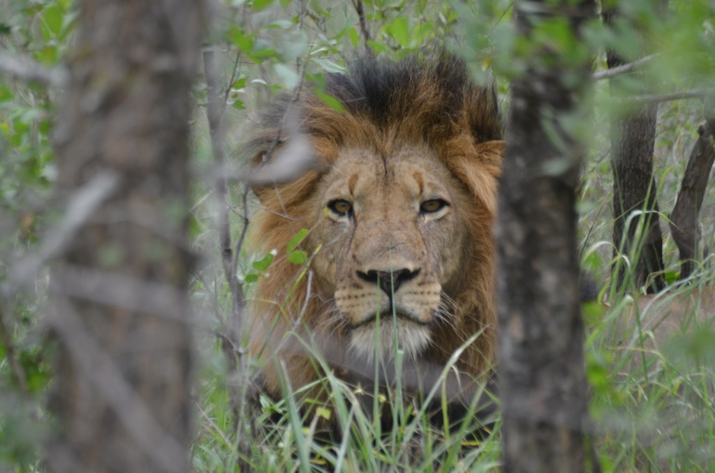 Leone South Africa 2011