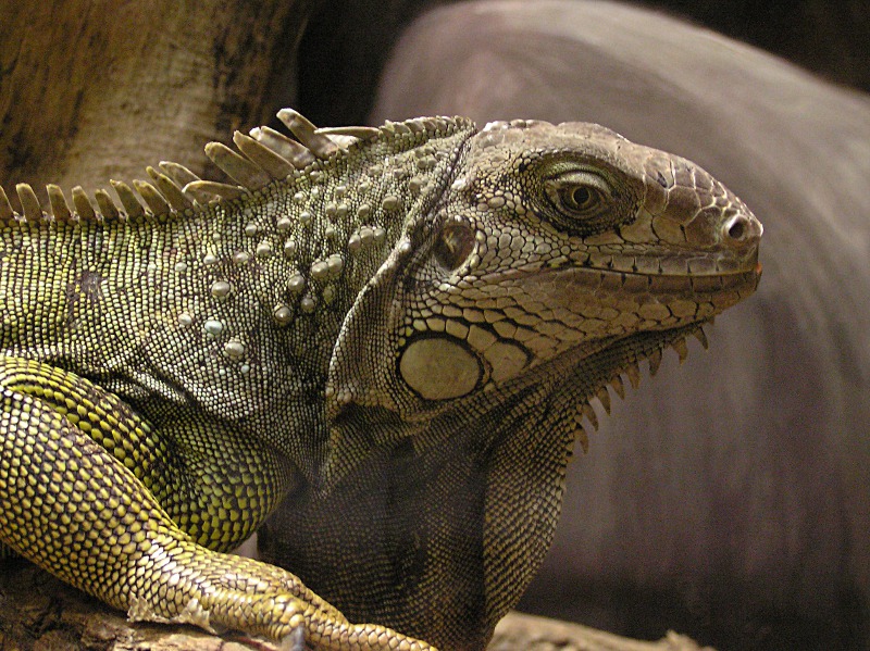 Iguana