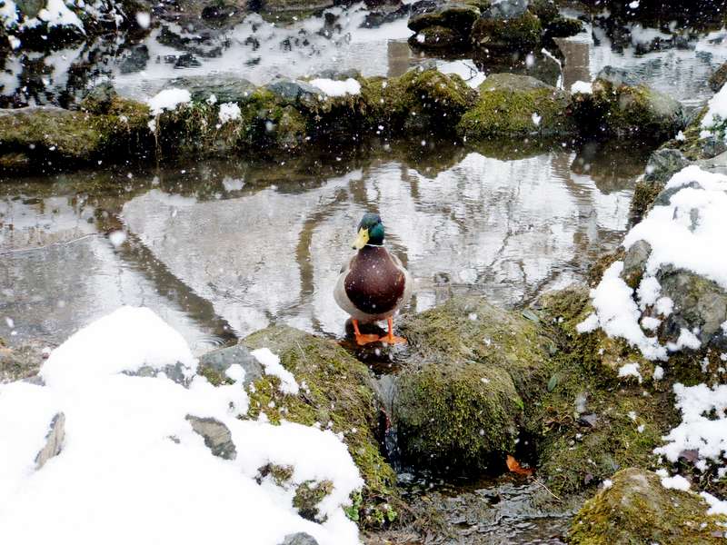 Sotto la neve al Valentino ( To ) 3