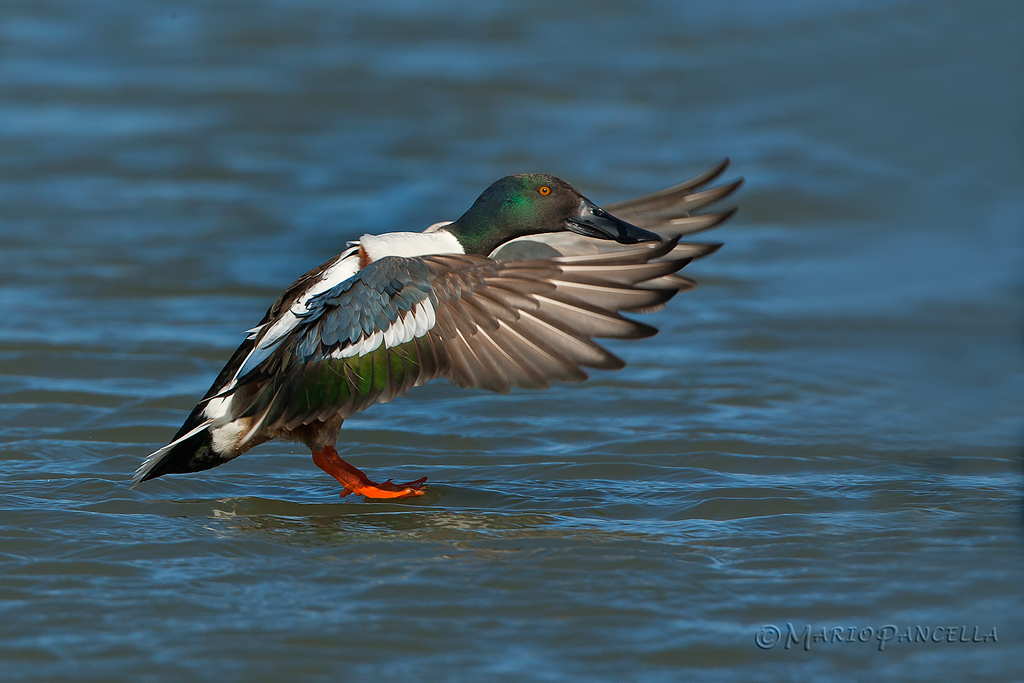 Ammaraggio de mestolone