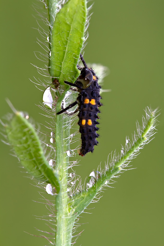Larva di coccinella  in cerca di afidi