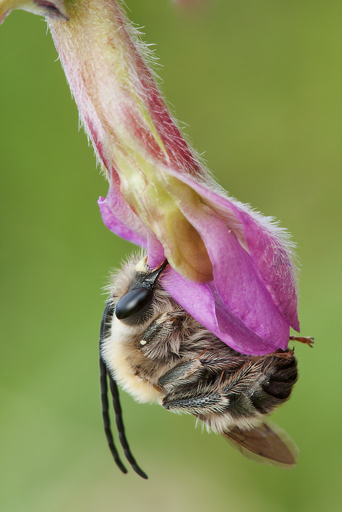 Eucera sp. ?