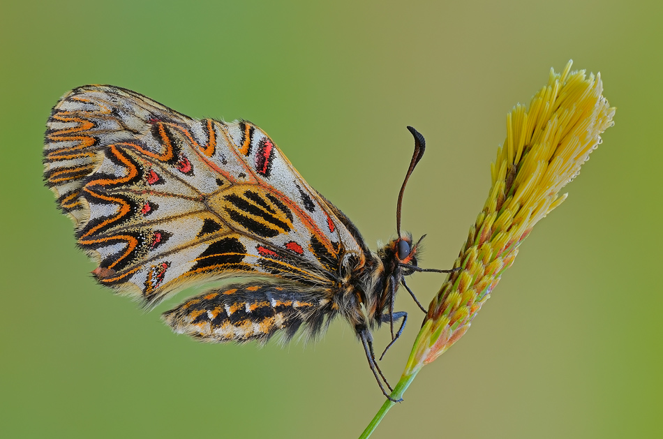 La ballerina ( Zerynthia polyxena )