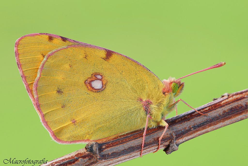Colias