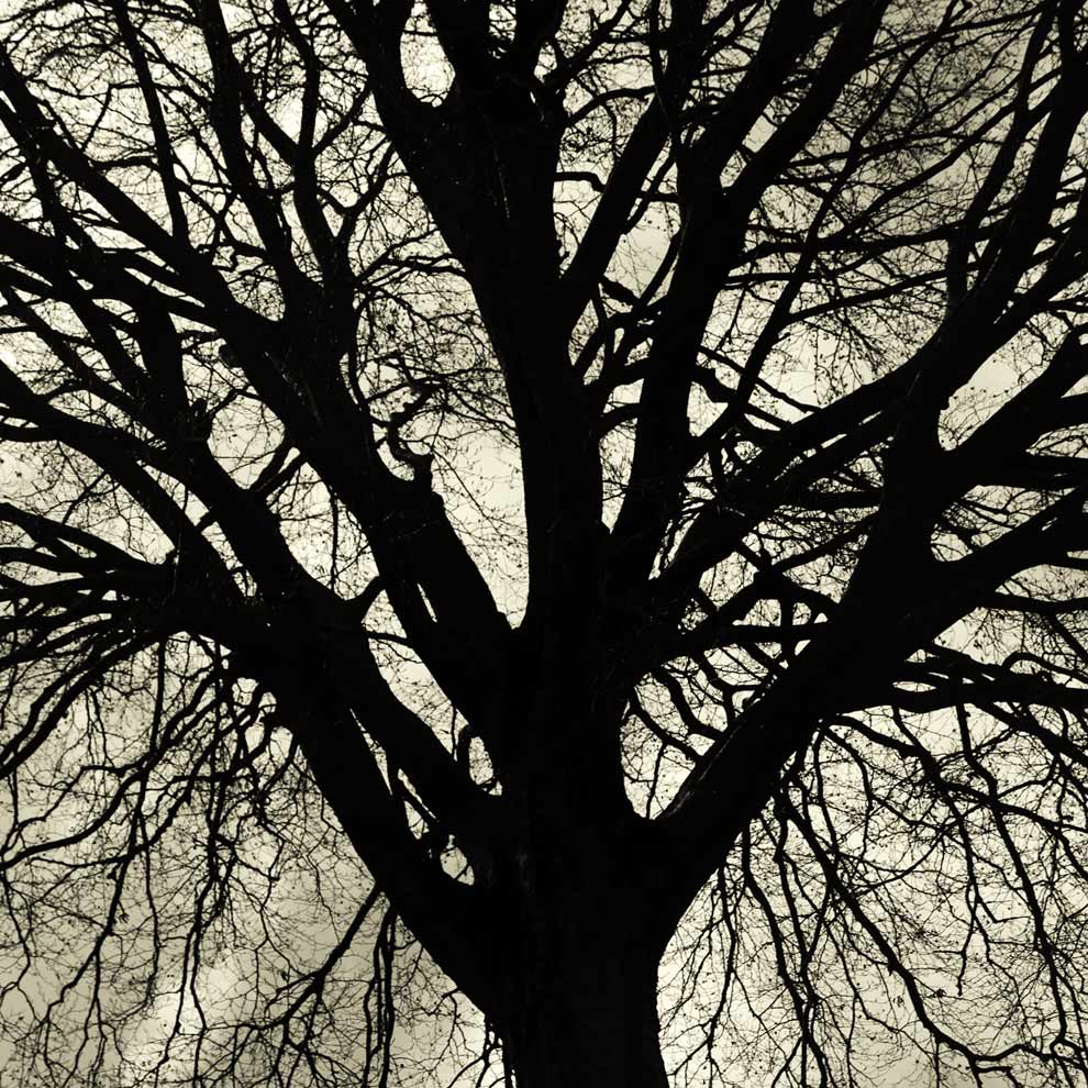 Il grande faggio "Mini serie"