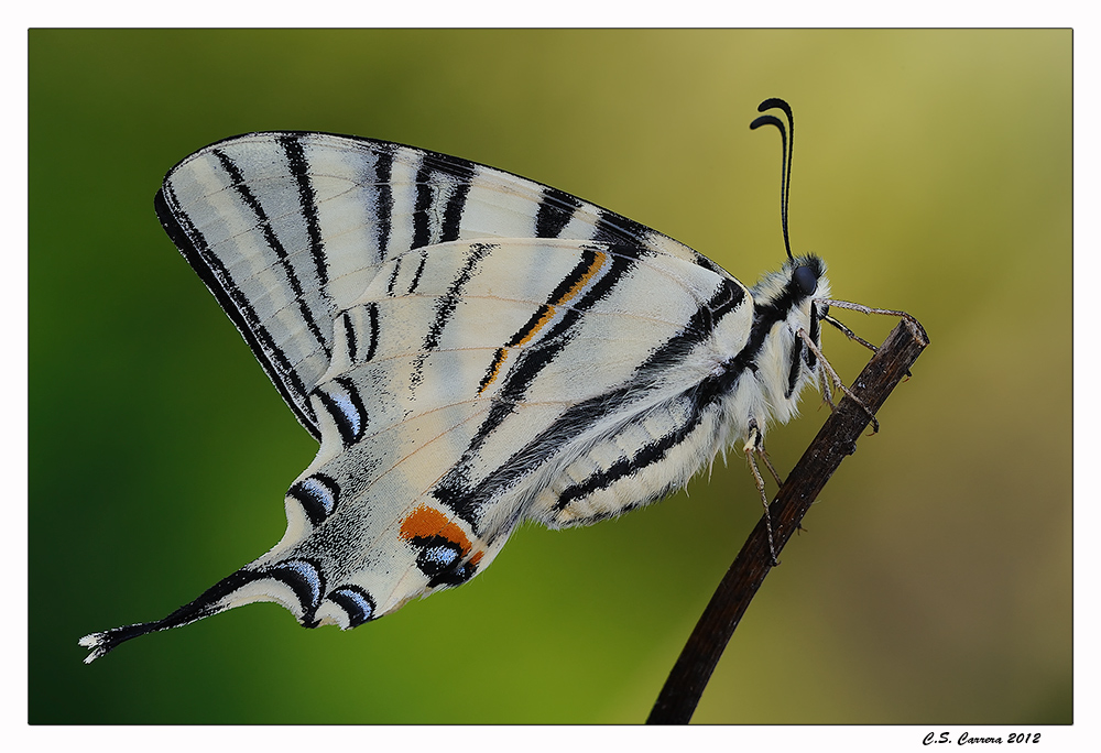 Che ne dici ........