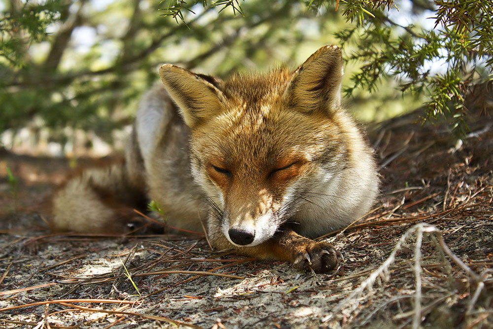 dormi dormi che ti fo due scatti
