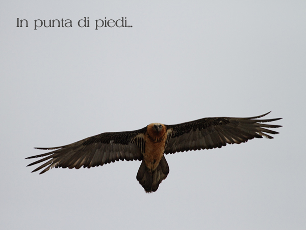 Instant magique - Un Gypa�te barbu contemple le paysage...