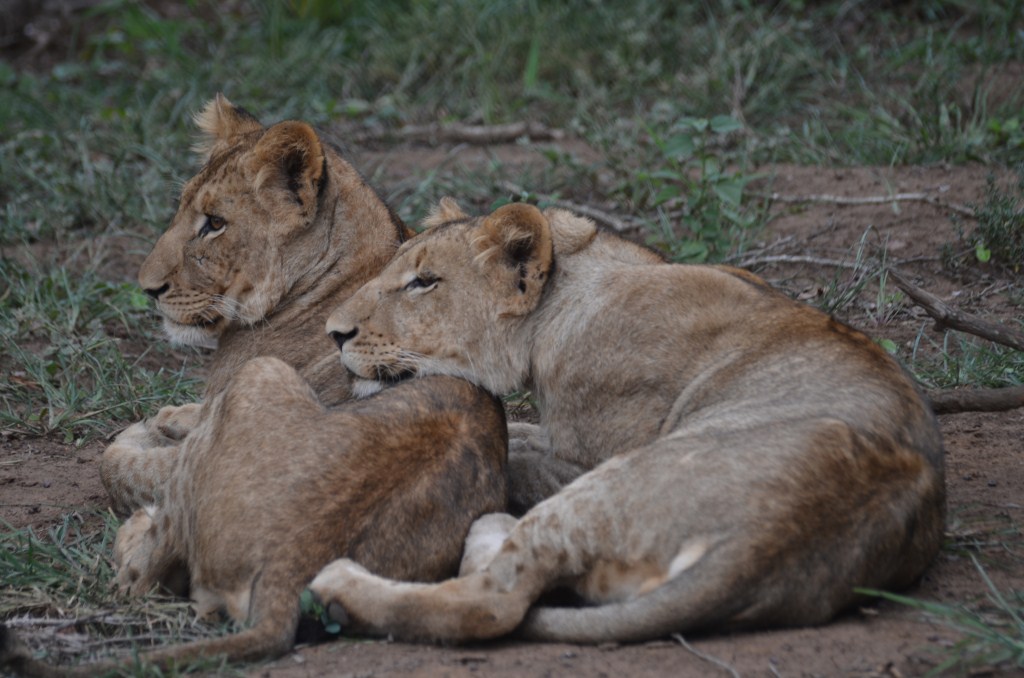 Leone South Africa 2011 1