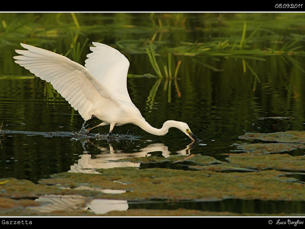 Garzetta # 1