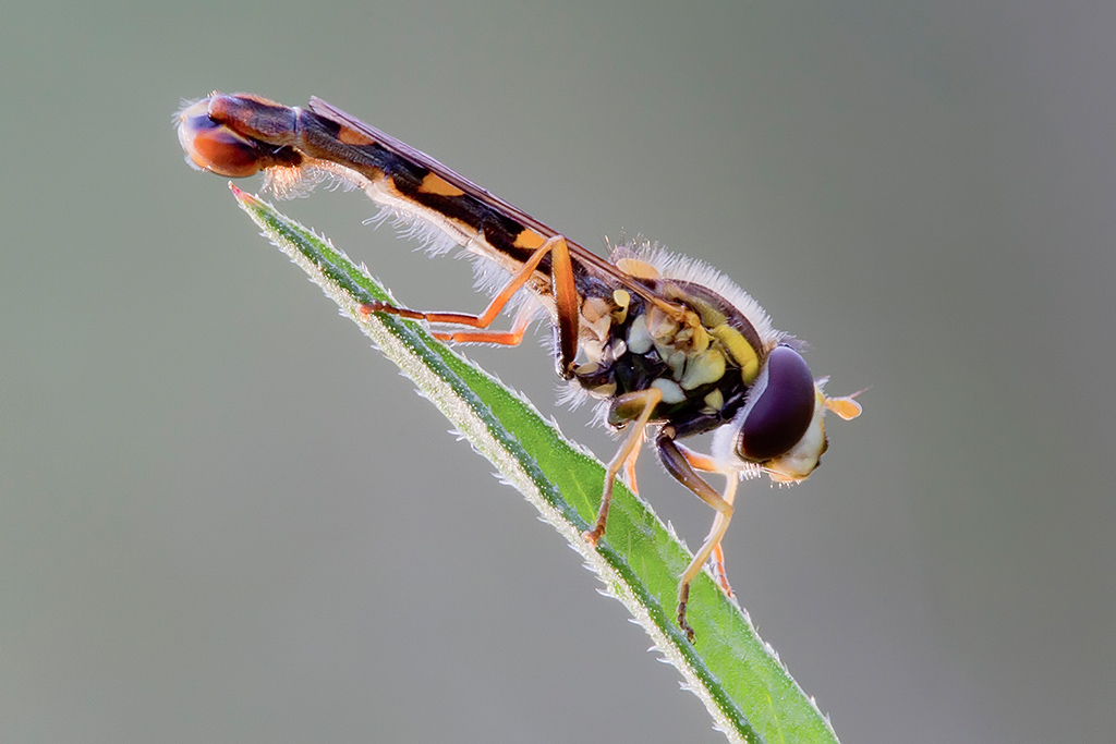 Syrphidae