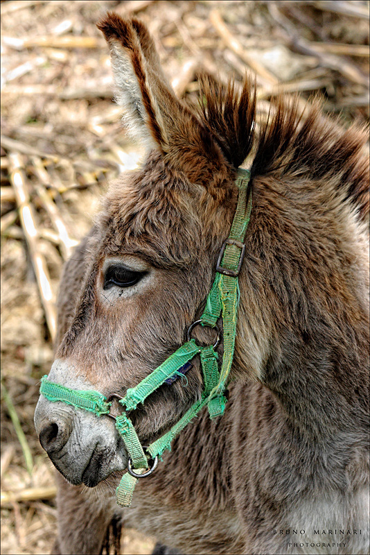Un simpatico Asinello
