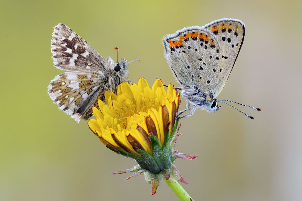 Pyrgus onopordi & Lycaena tityrus