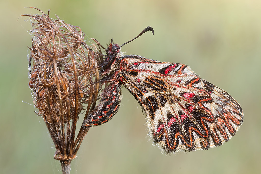 Zerynthia polyxena... colma di rugiada