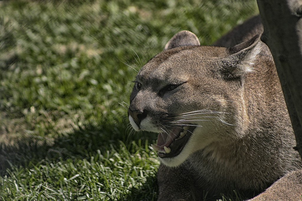 Lince-7955