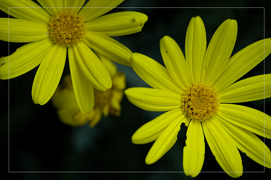 Coppia margherite gialle