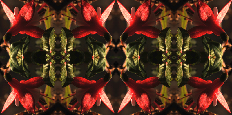 Griglia di fiori rossi