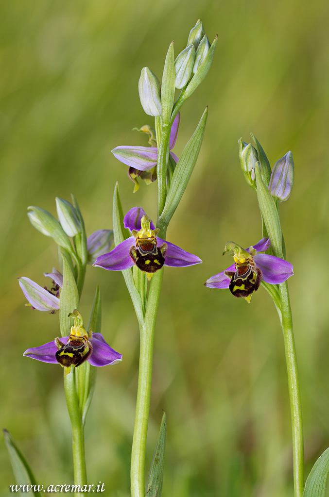 Ophrys apifera