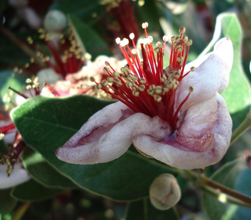 feijoia