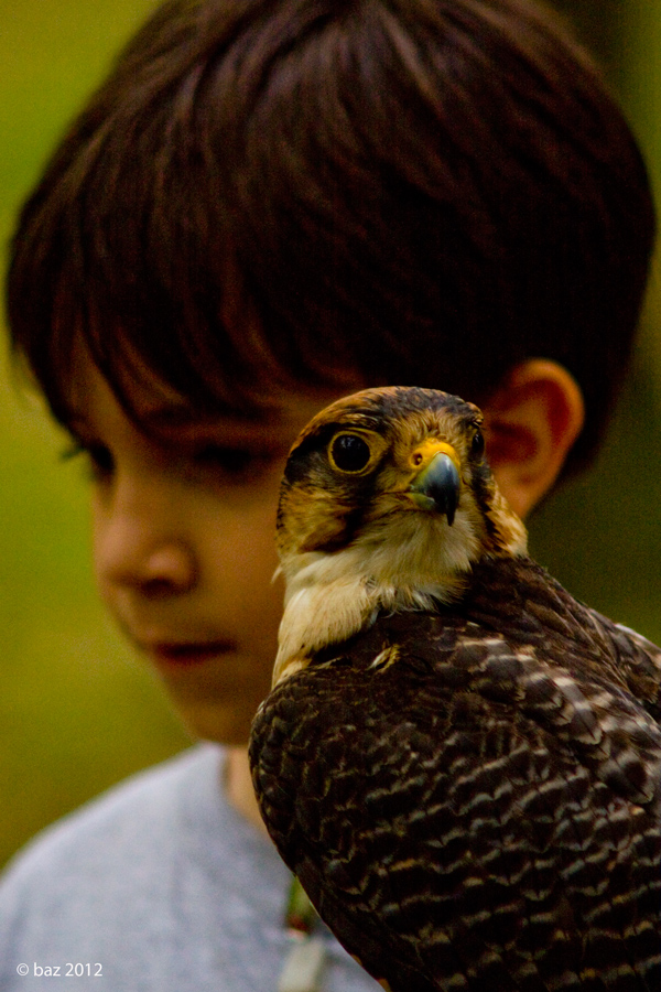 Il Falco e il Bambino