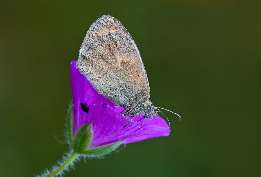 Coenonympha pamphilus