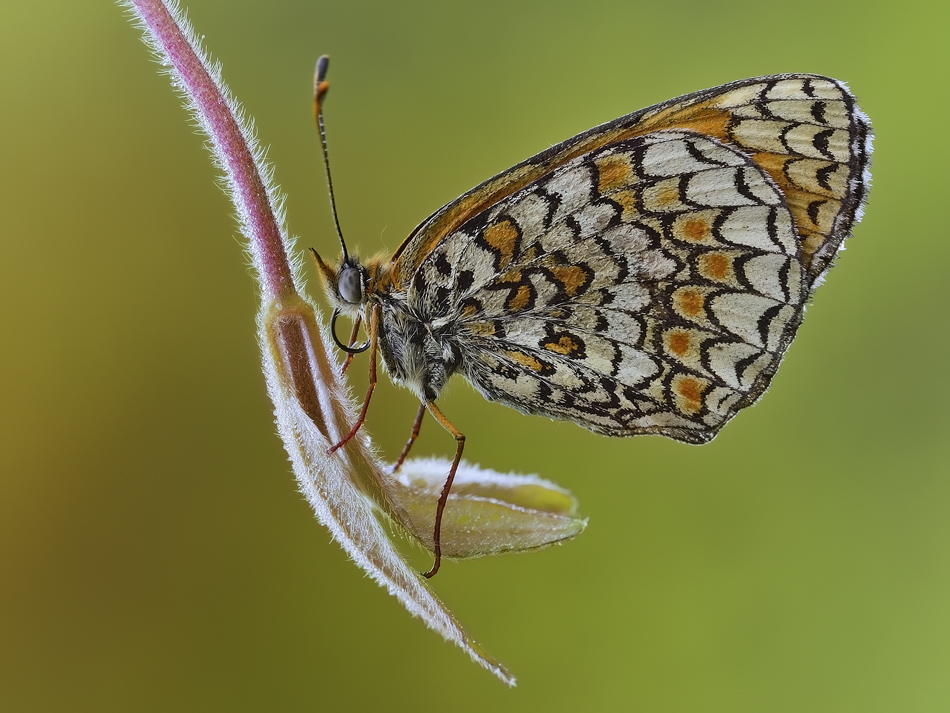 Melitaea phoebe