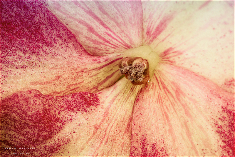 L'essenza di un fiore