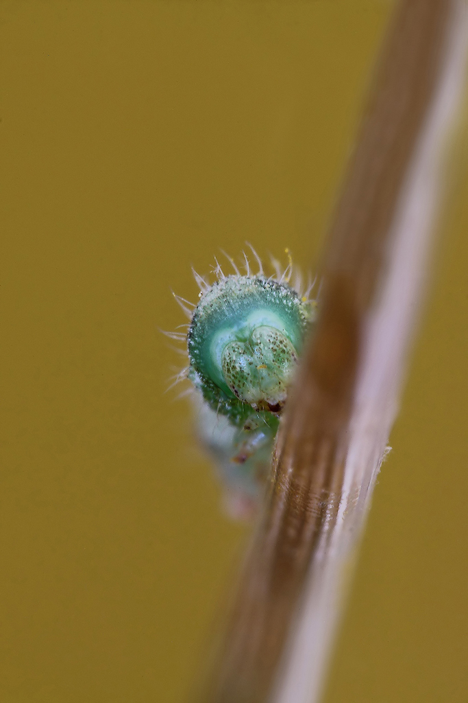 ,,,La Timidezza Del Bruco...!!!