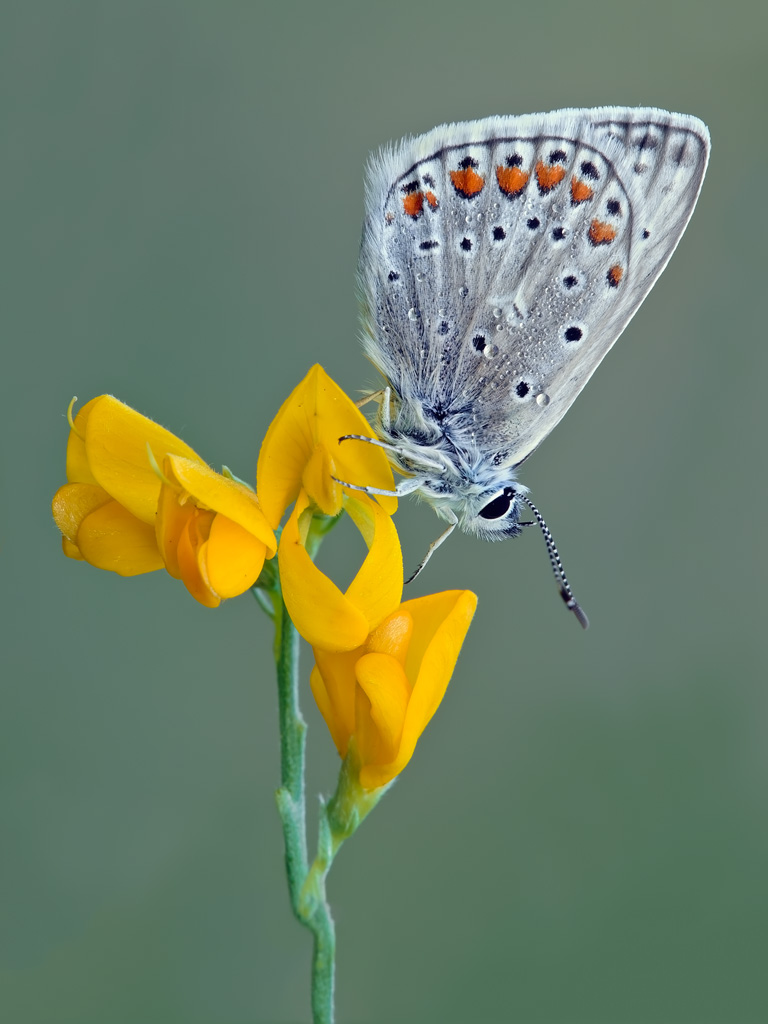 Polyommatus icarus