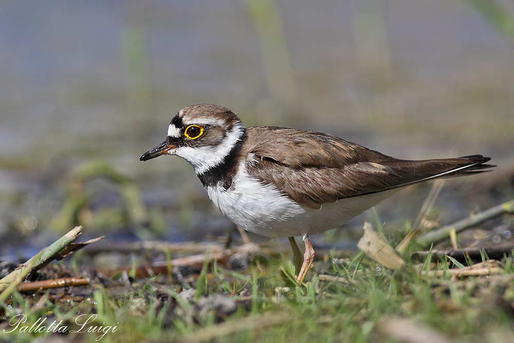 Corriere piccolo (Charadrius dubius)