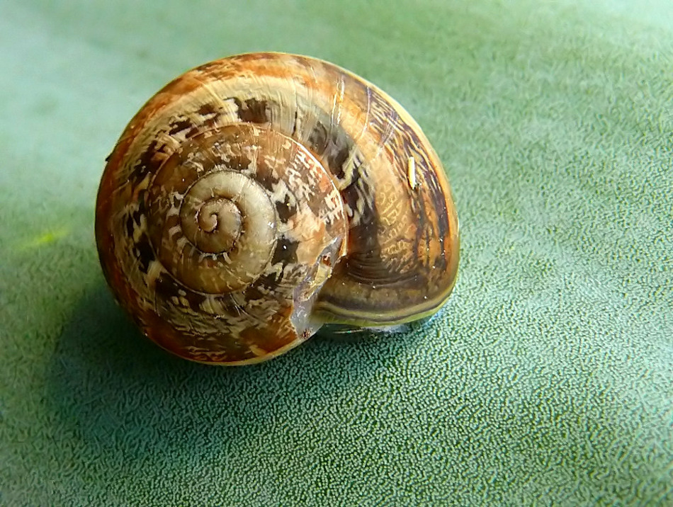 Danni da tamponamento!!!!!