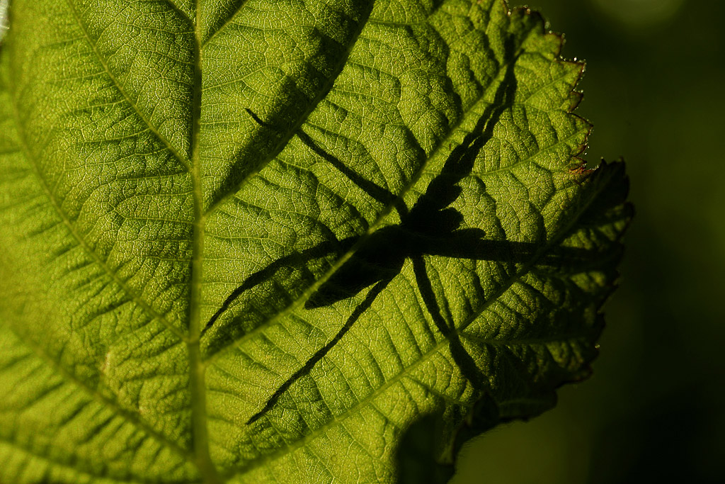 Silhouette di Pisaura  ( il mio desk...)