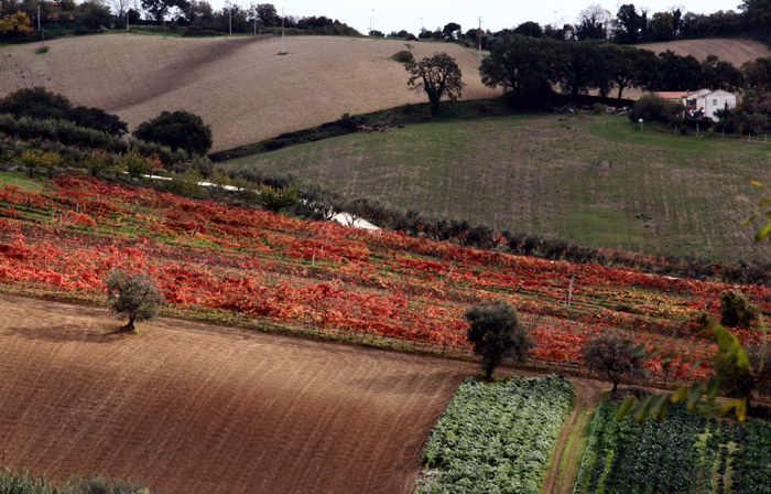 vigne in autunno