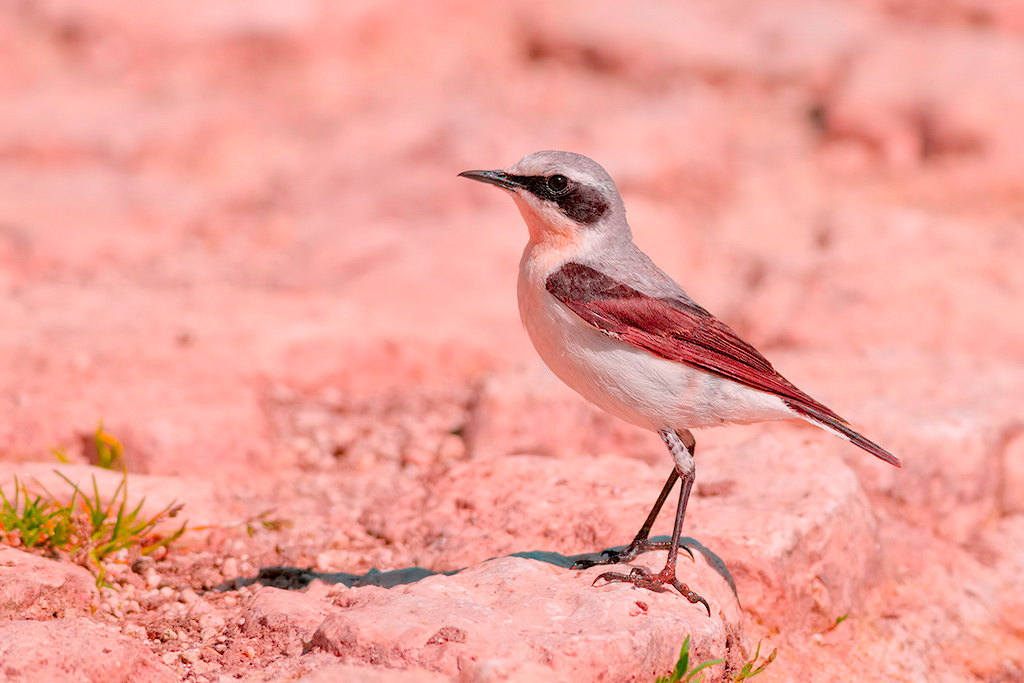 Culbianco Oenanthe oenanthe